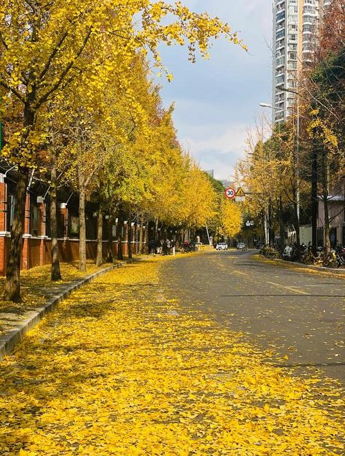 上海秋季银杏 共青森林公园 上海秋天